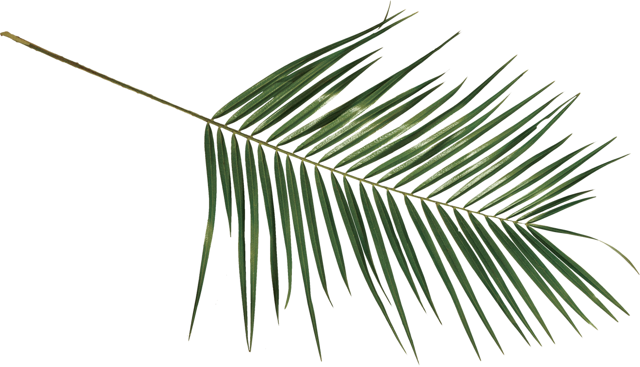 Green Palm Leaf Cutout